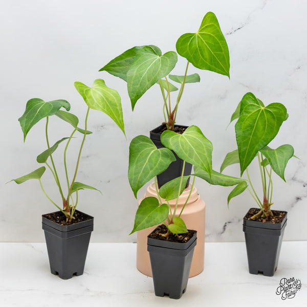 Anthurium 'clarinervium x pedatoradiatum' *Grower's Choice*