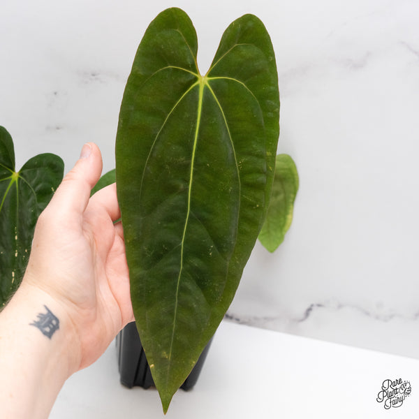Anthurium 'Papillilaminum' ('Long x Long Bullet') (wk45-D)