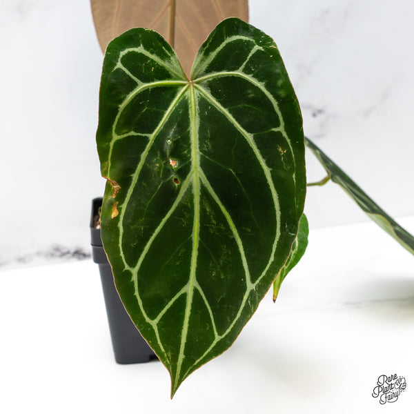 Anthurium DocBlock Briëlle '16' x Lynette '18' by DocBlock® (wk50-B)