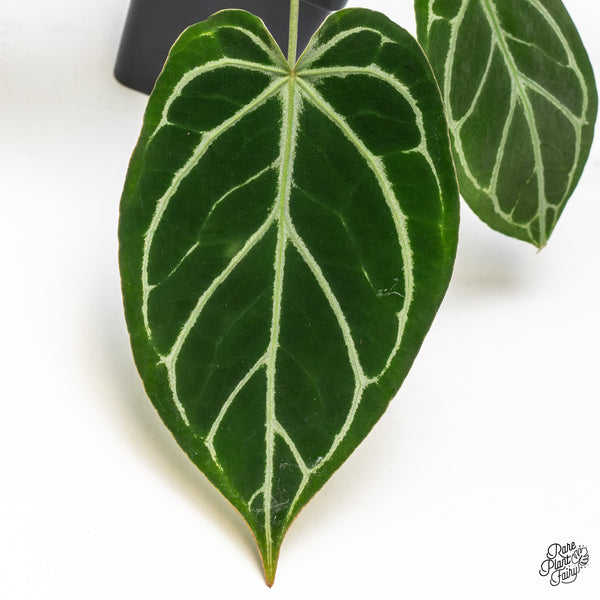 Anthurium DocBlock Briëlle '16' x Lynette '18' by DocBlock® (wk50-B)