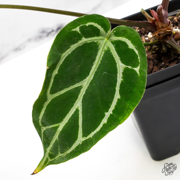 Anthurium DocBlock Briëlle '16' x Lynette '18' by DocBlock® (wk50-B)