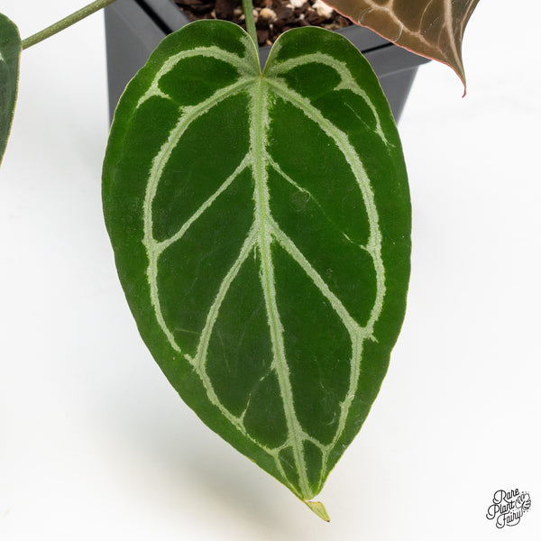 Anthurium DocBlock Briëlle '16' x Lynette '18' by DocBlock® (wk50-B)