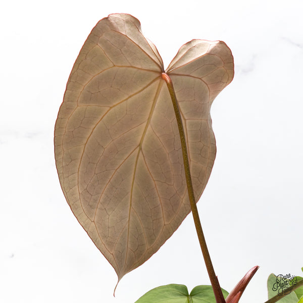 Anthurium DocBlock Briëlle '16' x Lynette '18' by DocBlock® (wk50-B)