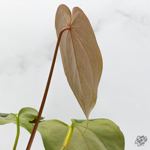 Anthurium Dark and Handsome '9' x Black Widow '13' by DocBlock® (wk49-AA)