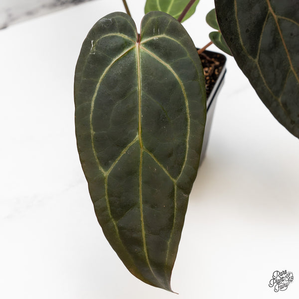 Anthurium Dark and Handsome '9' x Dark and Handsome '9' by DocBlock® (wk49-R)