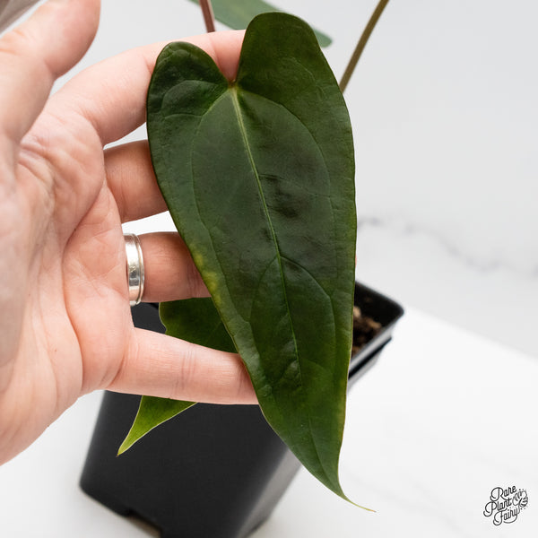 Anthurium Dark and Handsome '9' x Dark and Handsome '9' by DocBlock® (wk50-S)