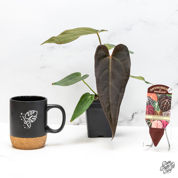 Anthurium Dark and Handsome '9' x Dark and Handsome '9' by DocBlock® (wk50-S)