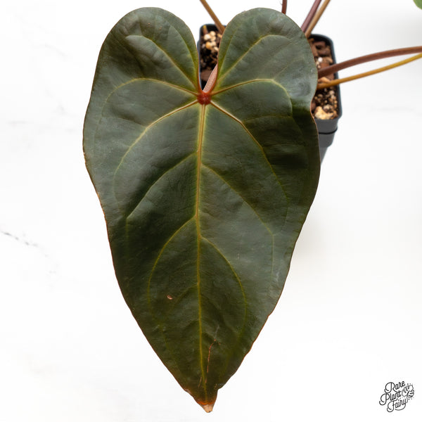 Anthurium Dark and Handsome '9' x Red Velvet Cake '24' by DocBlock® (wk46-C)