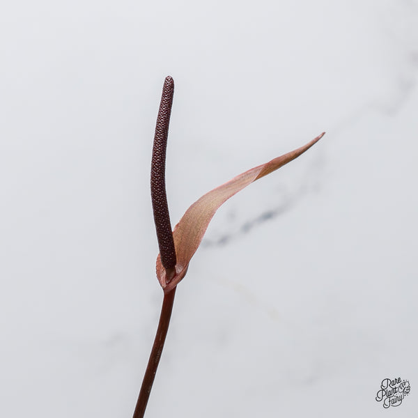 Anthurium Dark and Handsome '9' x Red Velvet Cake '24' by DocBlock® (wk47-H)