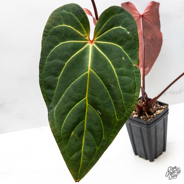 Variegated Anthurium Dark and Handsome '9' x Red Velvet Cake '24' by DocBlock® (wk50-UI)