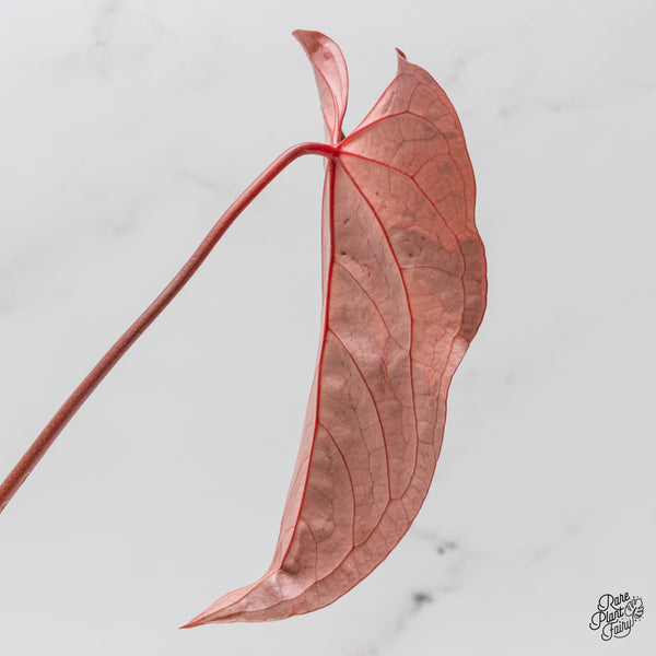 Variegated Anthurium Dark and Handsome '9' x Red Velvet Cake '24' by DocBlock® (wk50-UI)