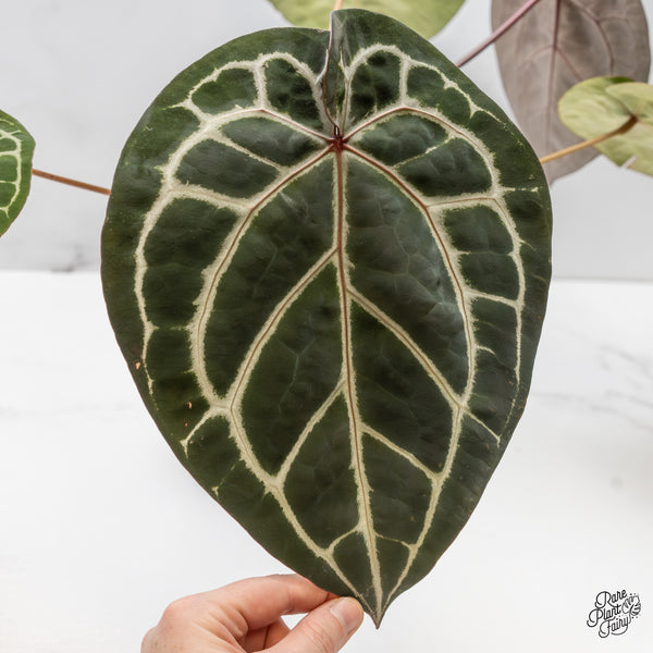 Anthurium Crystal Red '12' x Michelle '1' by DocBlock® (wk49-Y)