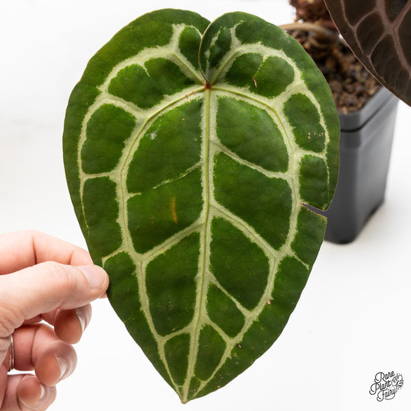 Anthurium Crystal Red '12' x Michelle '1' by DocBlock® (wk49-Y)