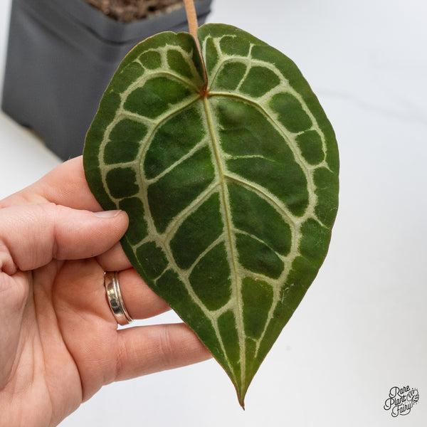 Anthurium Crystal Red '12' x Michelle '1' by DocBlock® (wk49-Y)