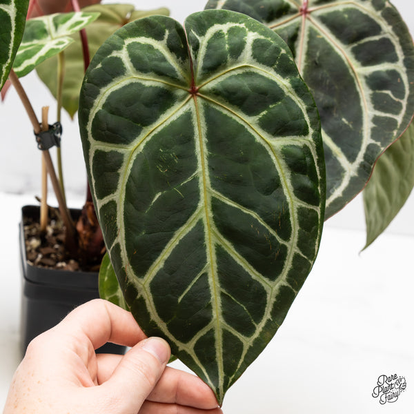 Anthurium Crystal Red '12' x Michelle '1' by DocBlock® (wk49-Z)