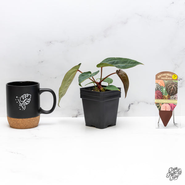 Anthurium Minerva '20' x Dark & Handsome '9' by DocBlock® (wk46-T)