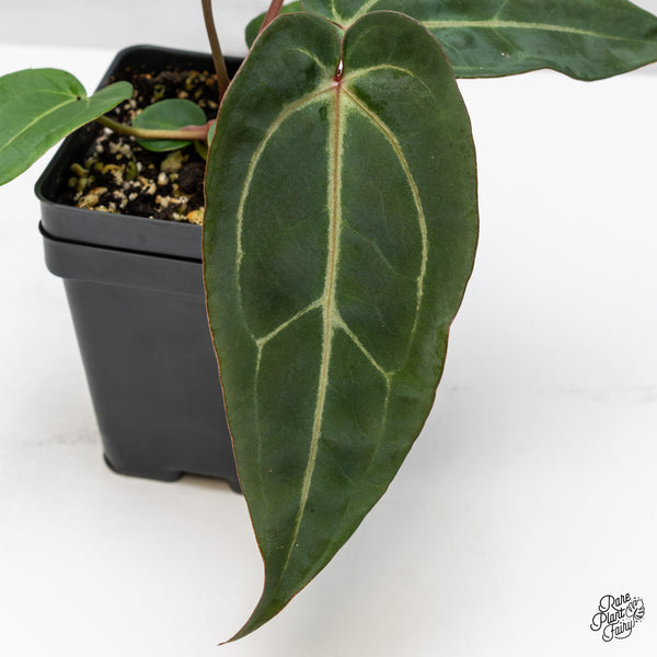 Anthurium Minerva '20' x Dark & Handsome '9' by DocBlock® (wk46-T)