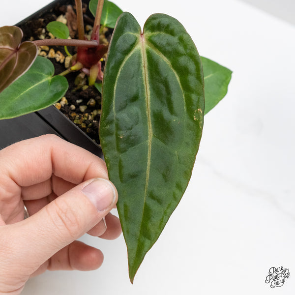 Anthurium Minerva '20' x Dark & Handsome '9' by DocBlock® (wk46-T)