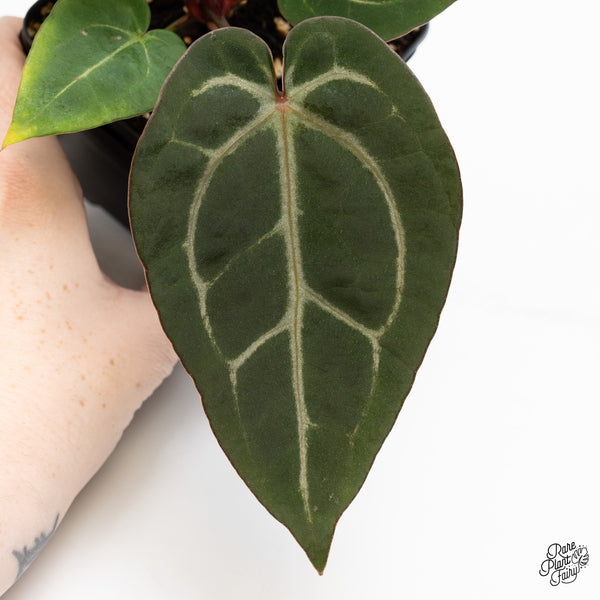 Anthurium Minerva '20' x Dark & Handsome '9' by DocBlock® (wk47-X)