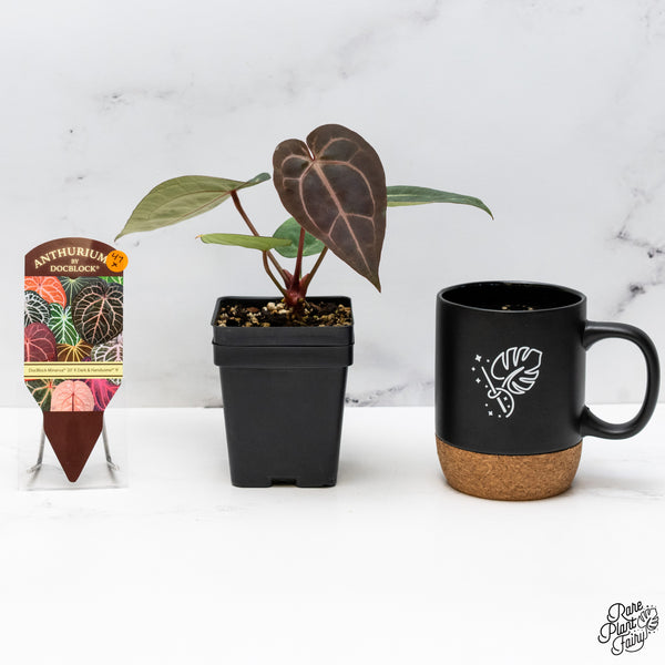 Anthurium Minerva '20' x Dark & Handsome '9' by DocBlock® (wk47-X)