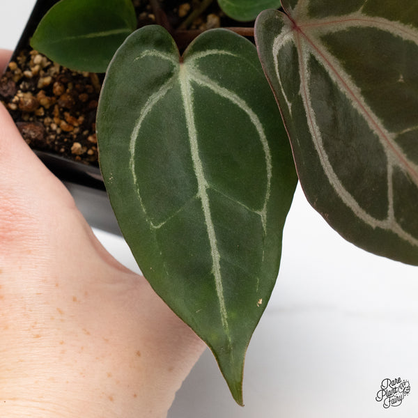 Anthurium Minerva '20' x Dark & Handsome '9' by DocBlock® (wk48-I)