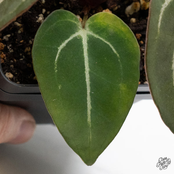 Anthurium Minerva '20' x Dark & Handsome '9' by DocBlock® (wk48-I)