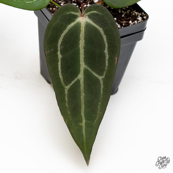 Anthurium Minerva '20' x Dark & Handsome '9' by DocBlock® (wk49-O)