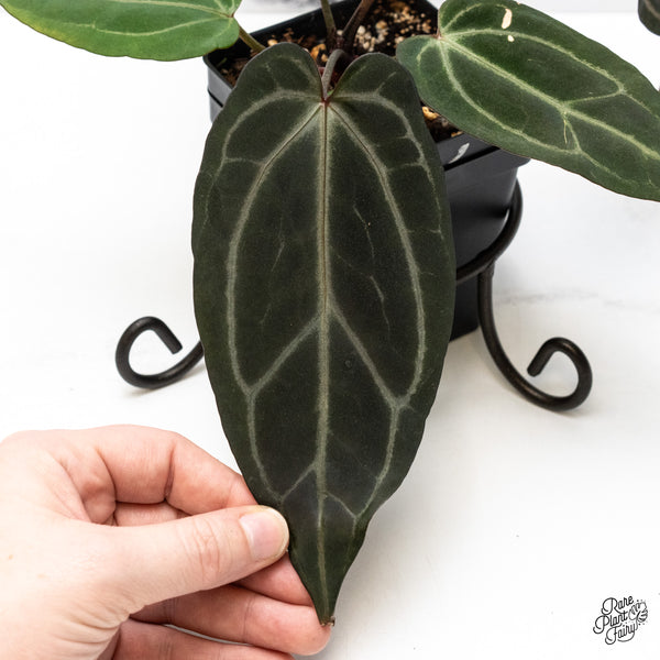 Anthurium Minerva '20' x Dark & Handsome '9' by DocBlock® (wk50-P)