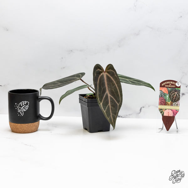 Anthurium Minerva '20' x Dark & Handsome '9' by DocBlock® (wk50-P)