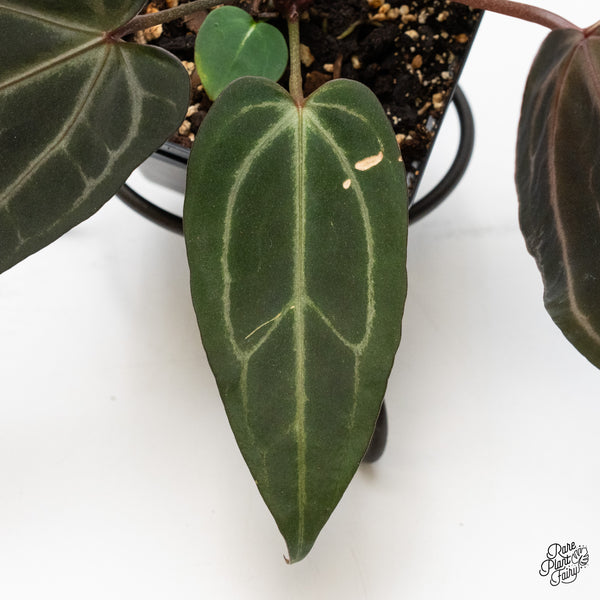 Anthurium Minerva '20' x Dark & Handsome '9' by DocBlock® (wk50-P)