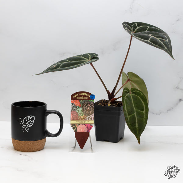 Anthurium Purple Rain '27' x Lynette '18' by DocBlock® (wk49-E)