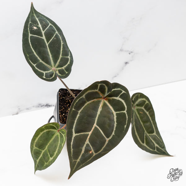 Anthurium Purple Rain '27' x Lynette '18' by DocBlock® (wk49-E)