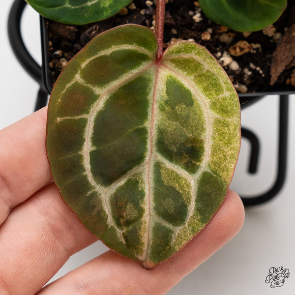 Variegated Anthurium Zara '31' x Zara '14' by DocBlock® (wk46-AC)