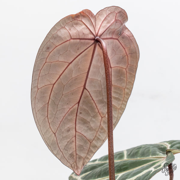 Anthurium Zara '33' x Zara '29' by DocBlock® (wk47-W)