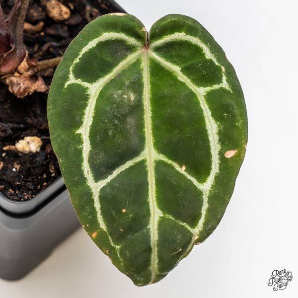 Anthurium Zara '33' x Zara '29' by DocBlock® (wk47-W)