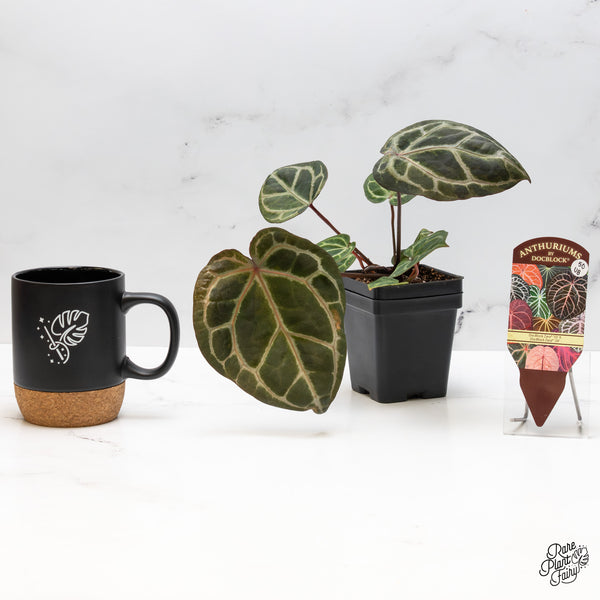 Variegated Anthurium Zara '33' x Zara '29' by DocBlock® (wk50-UB)