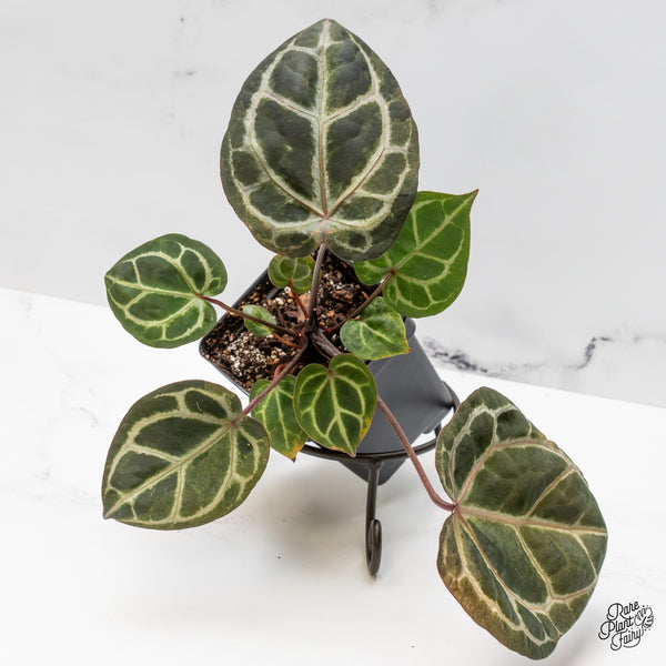 Variegated Anthurium Zara '33' x Zara '29' by DocBlock® (wk50-UB)