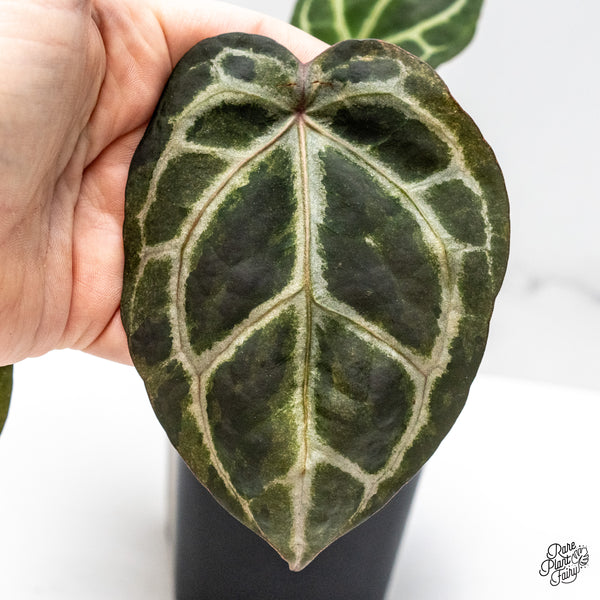 Variegated Anthurium Zara '33' x Zara '29' by DocBlock® (wk50-UB)