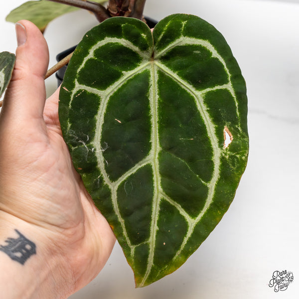 Anthurium Zara '33' x Home, Sweet Home '32' by DocBlock® (wk46-X)