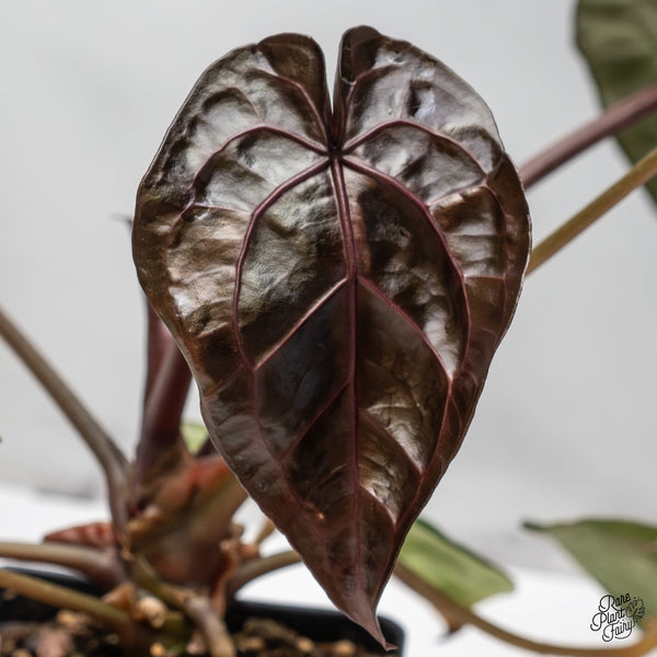 Anthurium Zara '33' x Home, Sweet Home '32' by DocBlock® (wk46-X)