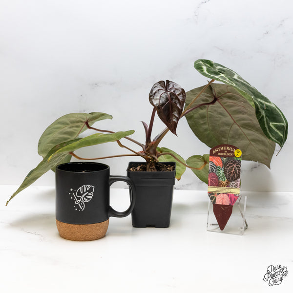 Anthurium Zara '33' x Home, Sweet Home '32' by DocBlock® (wk46-X)