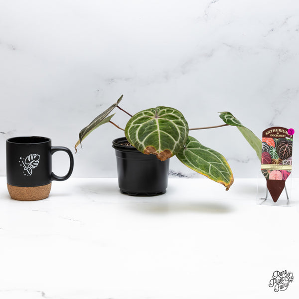 Variegated Anthurium Zara '3' x Zara '33' by DocBlock® (wk48-UG)