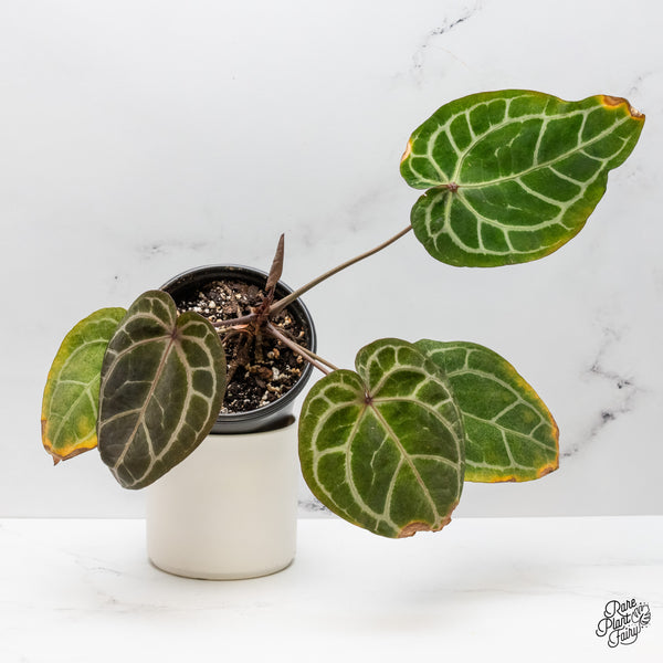 Variegated Anthurium Zara '3' x Zara '33' by DocBlock® (wk48-UG)