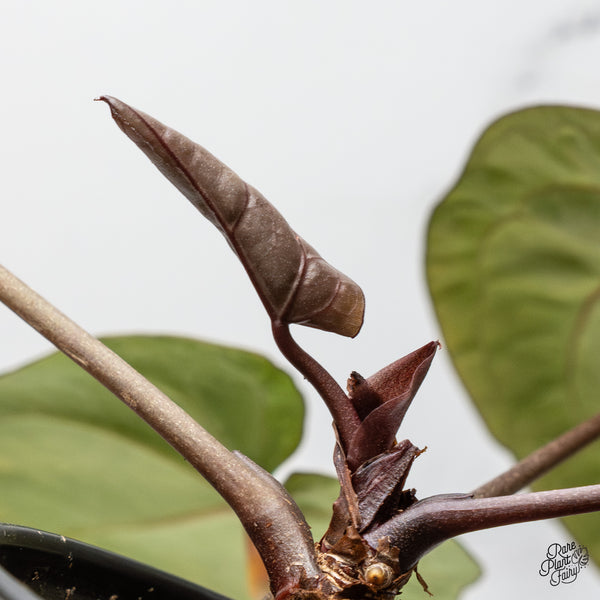 Variegated Anthurium Zara '3' x Zara '33' by DocBlock® (wk48-UG)