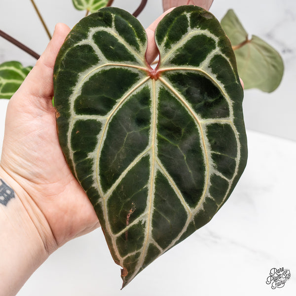 Anthurium Thor's Lightning '51' x Crystal Red '12' by DocBlock® (wk47-J)