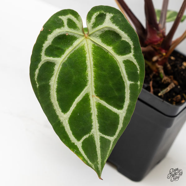 Anthurium Thor's Lightning '51' x Crystal Red '12' by DocBlock® (wk47-J)