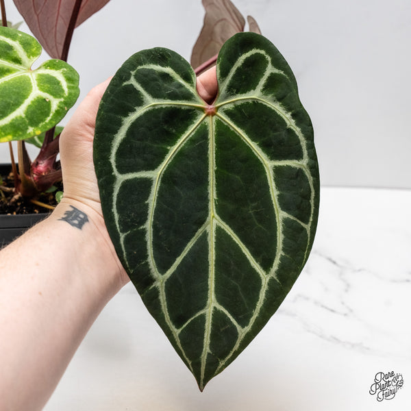 Anthurium Thor's Lightning '51' x Crystal Red '12' by DocBlock® (wk47-J)