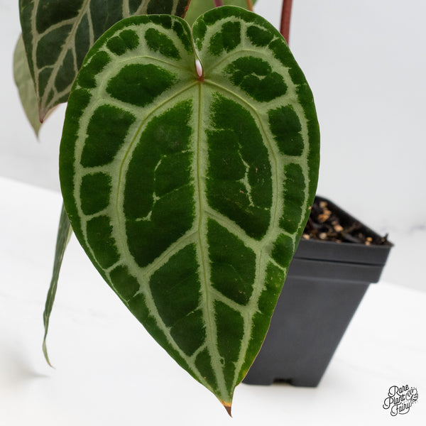 Anthurium Thor's Lightning '51' x Crystal Red '12' by DocBlock® (wk48-M)