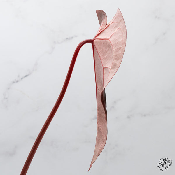 Anthurium Thor's Lightning '51' x Crystal Red '12' by DocBlock® (wk48-M)