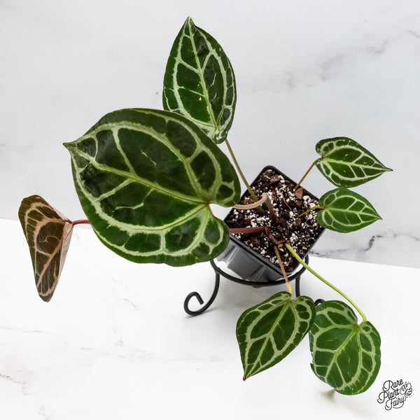 Anthurium Thor's Lightning '51' x Crystal Red '12' by DocBlock® (wk50-R)